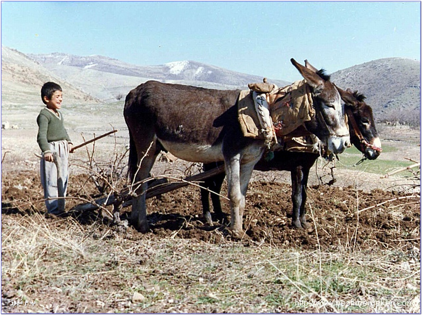 nardni_wene_zagros097.jpg